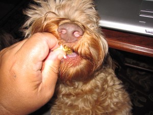 Dog eating a treat
