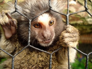 image of a sad monkey