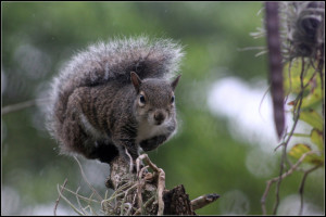 image of squirrel balancing