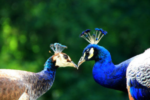image of peacock's kissing