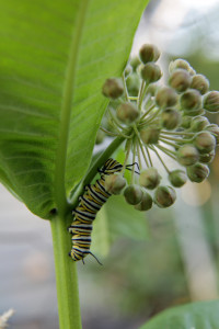 Caterpillar