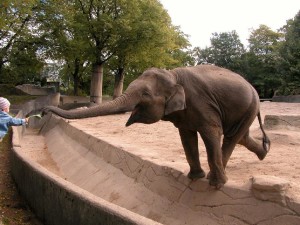 balancing elephant