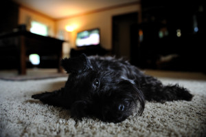 Tired Dog