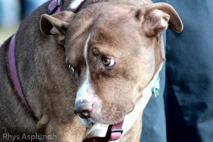 sad eyes dog